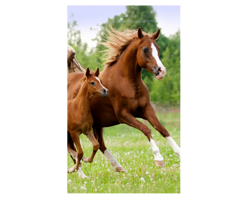 Horses Career käterätik, 30x50 cm
